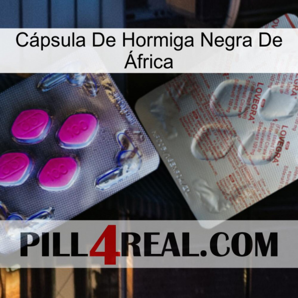 Cápsula De Hormiga Negra De África 38.jpg